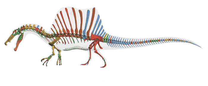 El Spinosaurus aegyptiacus se movilizaba tanto en la tierra como en el agua. EFE.