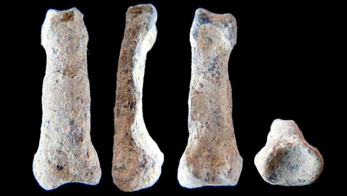 Los restos óseas encontrados pertenecen a una mano izquierda de un espécimen que midió entre 1,70 y 1,80 metros de altura
