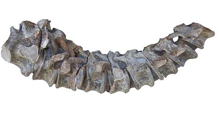 Al menos 10 vértebras del dinosaurio fueron encontradas en la localidad de Villa de Leyva