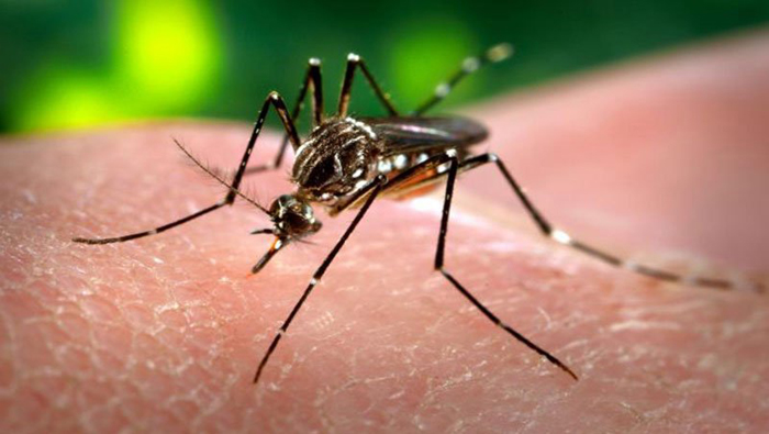 El Aedes aegypti, el mosquito transmisor del Zika, es originario de climas tropicales y subtropicales.
