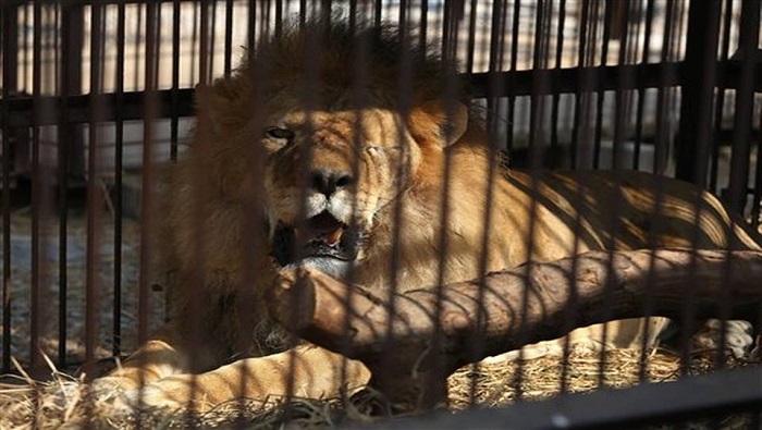 Durante la recuperación de los felinos maltratados se atendió a un león que perdió su ojo.