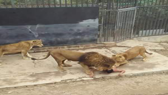 Los empleados se vieron obligados a ultimar a los dos leones africanos.