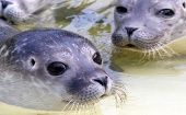Miles de focas son asesinadas para comercializar sus pieles en todo el mundo. 