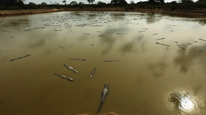 La Cámara de Senadores de Paraguay aprobó recientemente un proyecto de ley que decretó la emergencia ambiental con el objetivo de recomponer el ecosistema en el área de influencia del río.