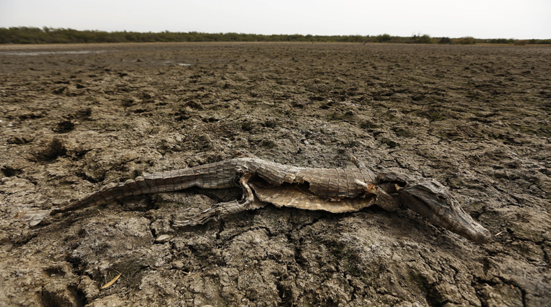 Caimanes agonizan en Paraguay por la sequía mientras habitantes tratan de salvarlos
