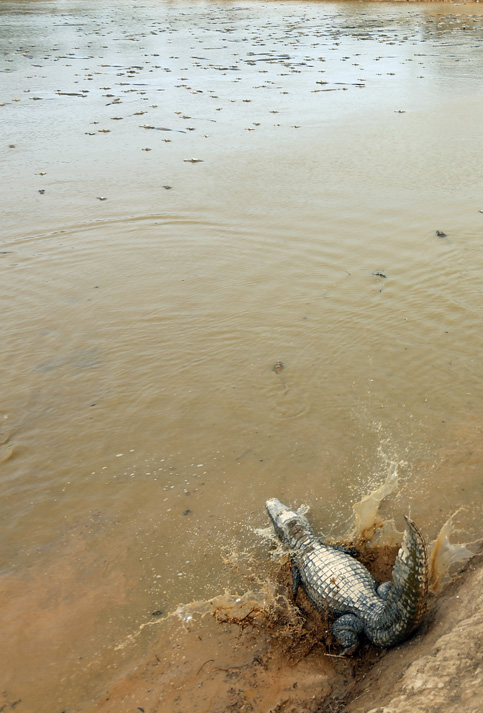 Para salvar a estos reptiles habitantes de la localidad cavaron 18 pozos para llenar las represas donde habitan. 