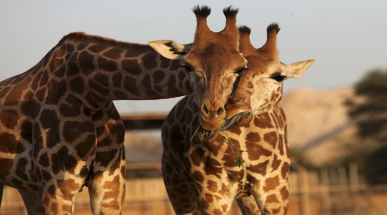 La jirafa, un majestuoso animal en peligro de extinción | Noticias | teleSUR