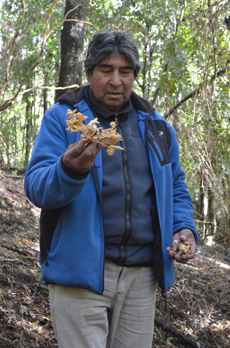 Don Mauricio explains the best way to harvest “changles”, an edible wild mushroom, in a way so as to not damage them ensuring they grow back year after year.  Changles are native to southern Chile and grow under the native forest canopy on the forest floor. They are harvested for food and are an important Non-Timber Forest Product. NTFPs play a central role in the economy and livelihoods of local-Indigenous communities.