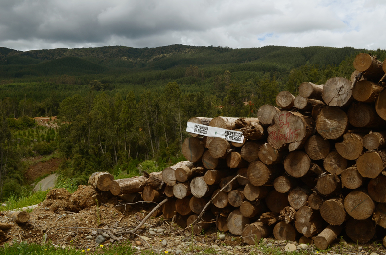 A pile of logs with a warning and logo of the Arauco company.