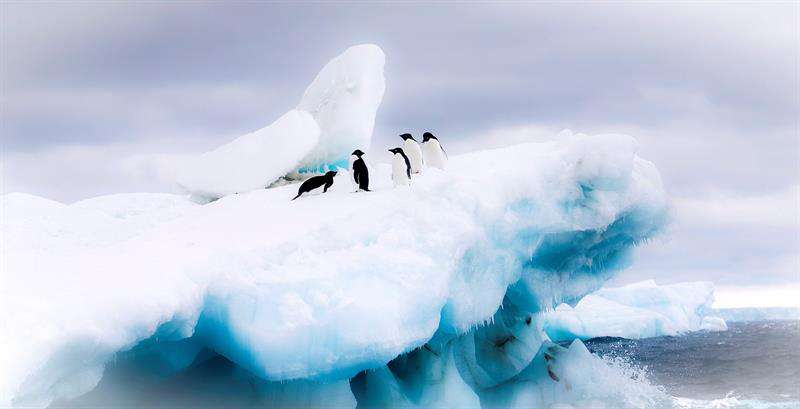 Según la ASOC, intentarán prohibir la pesca en alrededor de un millón de kilómetros cuadrados de la Antártida Oriental.