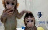 "La principal razón para clonar a estos primates es porque son muy cercanos a los humanos evolutivamente". dijeron los científicos.