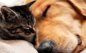 Los gatos sueñan menos que los perros por su sentido de alerta.