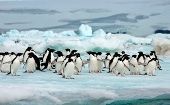 Descubren en la Antártida 1,5 millones de pingüinos adelaida
