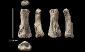 Luego de 12 años hallado el hueso se comprobó que era de un Homo Sapiens.