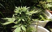 La Junta Nacional de Drogas en Uruguay notificó que la legalización de la marihuana ha reducido su comercio en el mercado ilegal.