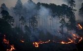 En lo que va de año unas 40.000 hectáreas de pino se han quemado en incendios forestales en Honduras. 