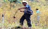 La Fiscalía de Colombia había cuestionado el programa antes de que el presidente Santos haya propuesto la meta sobre los cultivos. 