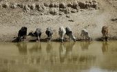 La contaminación del agua en Balochistán fue causada por los animales de los pobladores.  