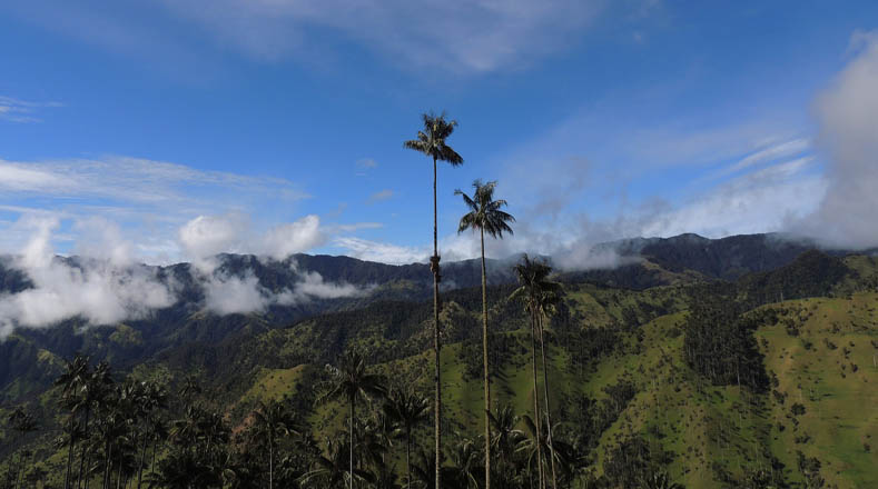 La palma de cera -típica del suelo colombiano- puede llegar a medir hasta 60 metros y vivir unos 200 años.