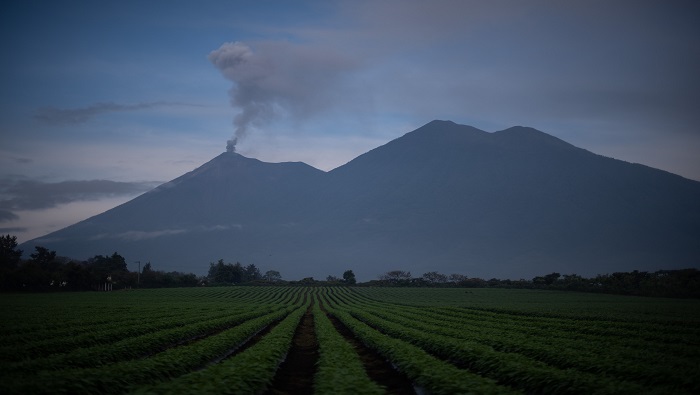 Debido a las recientes actividades volcánicas se registran pérdidas millonarias en los cultivos de maíz y café.