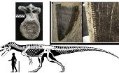 Estas muestras son exhibidas en las vitrinas del museo para confirmar que los dinosaurios si habitaron en Asturias. 