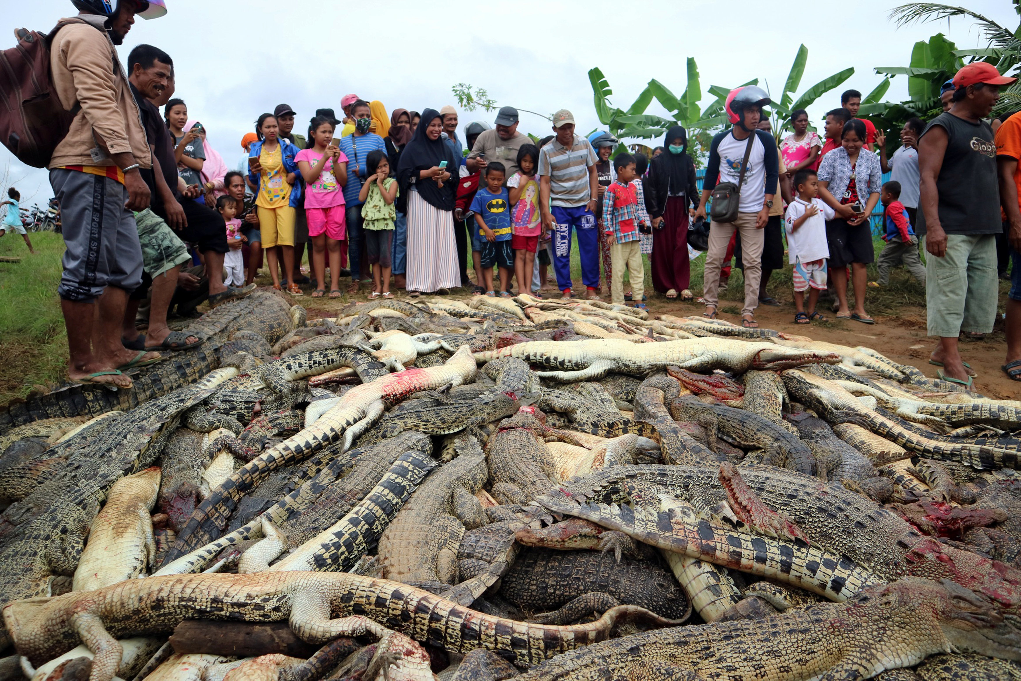 “Los cocodrilos son criaturas que también tienen que ser protegidas”, dijo un funcionario ambiental de ese país.