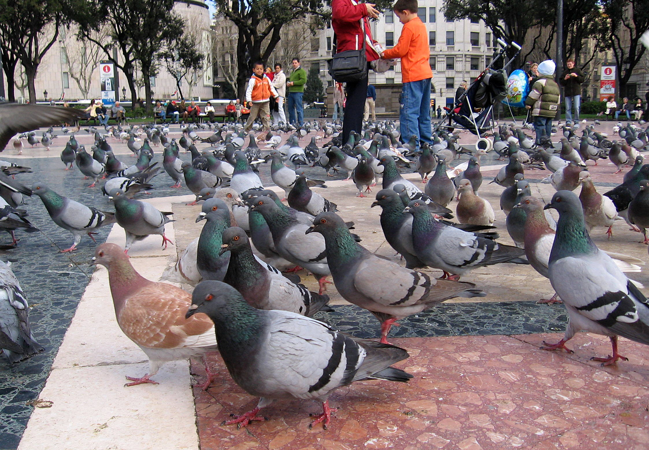 En países como España las palomas son sometidas semanalmente a controles de salud y de número