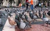 En países como España las palomas son sometidas semanalmente a controles de salud y de número