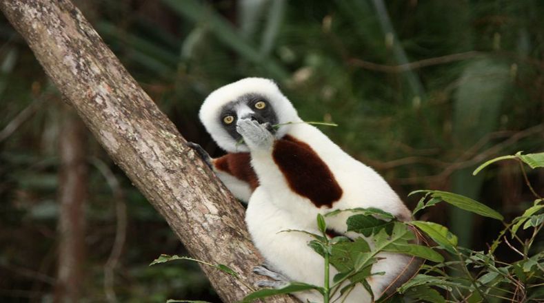 Espera, ¿dijeron qué? Este sifaka lémur en Madagascar tiene un secreto.
