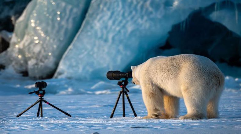 Un oso polar prueba sus habilidades fotográficas.