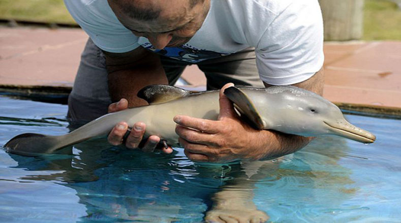 ¿Sabías que los delfines son el único animal que tienen relaciones sexuales por placer? ¡Hermoso! Lo que nos indica que este pequeñito nació del amor.