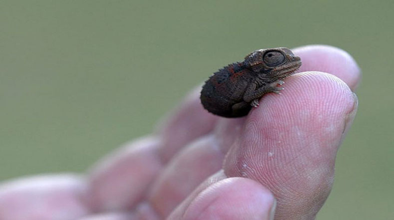 Mira qué pequeño es este camaleón. Cuando crezca, su lengua duplicará por dos veces el tamaño de su propio cuerpo.