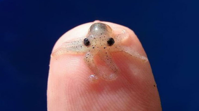 Es la especie de pulpo más pequeña del mundo, en su versión recién nacido alcanza una longitud de solo 1.5 cm.