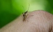 El virus del Nilo Occidental es transmitido por el mosquito Culex pipiens.