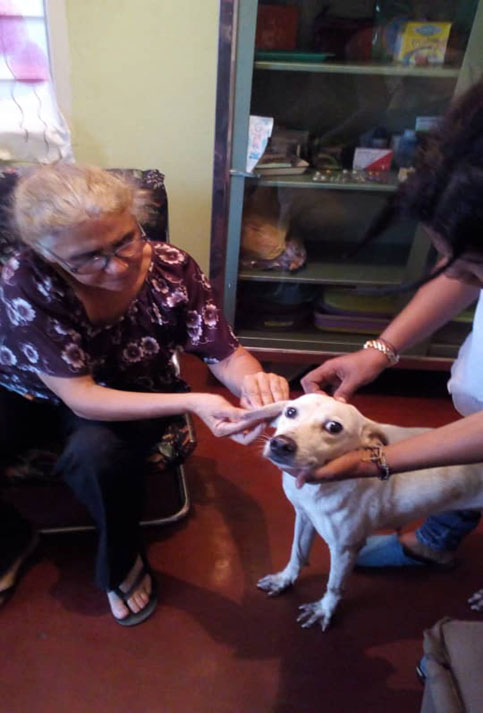 Algunas mascotas recibieron en sus casas desparasitación, dosis de quimioterapia, vacunación y una revisión general veterinaria.     