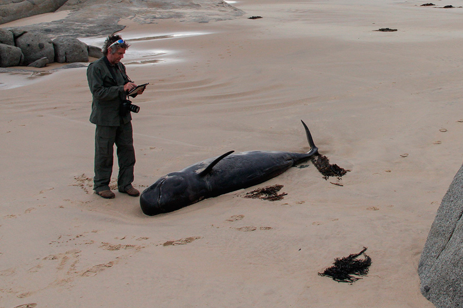 Al ser descubiertas, aún quedaban con vida cinco cetáceos, pero murieron tras el paso de las horas, junto al resto de sus compañeras.