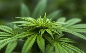 "México está listo para convertirse en el mercado más grande en el mundo de marihuana medicinal y recreativa", refiere la empresa.
