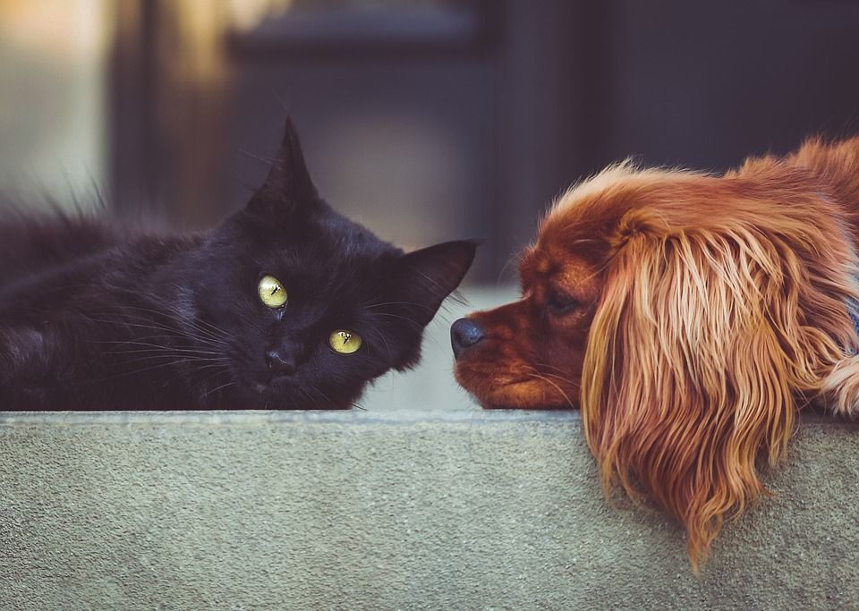 La modificación de la ley beneficiará al menos 63 millones de mascotas de Francia contra la crueldad.