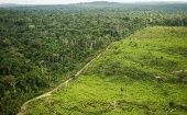 La tala y quema indiscriminada destruye al año cerca de 13 millones de hectáreas de bosques en todo el mundo.  