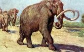 Los mastodontes fueron animales enormes con cierto parecido a los elefantes actuales y se extinguieron hace unos 10.000 años.