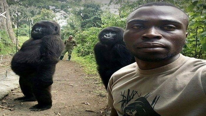 La administración del parque afirma que las gorilas consideran a Mathieu Shamavu y a Patrick Sadiki como sus padres.
