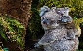 AKF pidió al Gobierno australiano tomar medidas para que esta especie no pase a formar parte de la lista de animales extintos. 