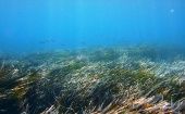 "Las propiedades del agua de mar que encontramos en las Maldivas sugieren que la salinidad en el Océano Austral puede haber sido más importante para impulsar la circulación de lo que es hoy", aseguró Blätter.