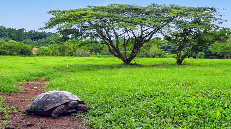 Los animales más representativos de este parque ecuatoriano son las tortugas gigantes, las que le dan su nombre al archipiélago. También destacan las iguanas, los leones marinos, entre otros. 