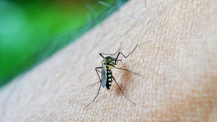 Datos de la OMS/OPS indican que en Honduras se han confirmado 32.553 casos de dengue, siendo uno de los países más afectados en América Latina.
