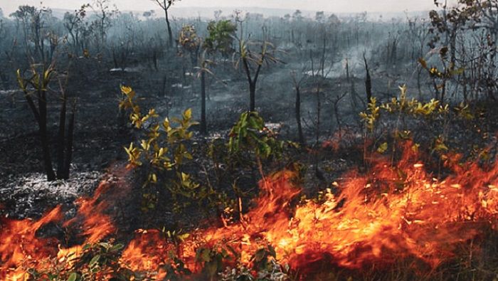 El incremento de la deforestación para fines comerciales, legales e ilegales, han ocasionado que este año ocurrieran 71.497 focos de incendios en la Amazonía brasileña.