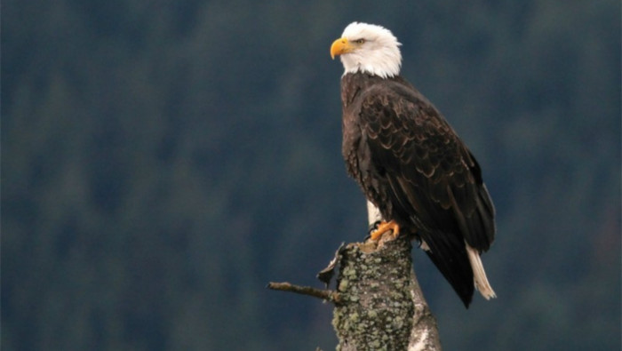 Una de las especies incluidas en la Ley de Especies en Peligro de Extinción de EE.UU. es el águila calva.
