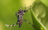 El mosquito Aedes Aegypti es el causante de las epidemias de dengu y actualmente hay más de 2 millones de personas infectadas en América.