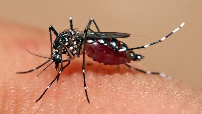 El país declaró desde julio último una alerta epidemiológica por la proliferación del dengue.
