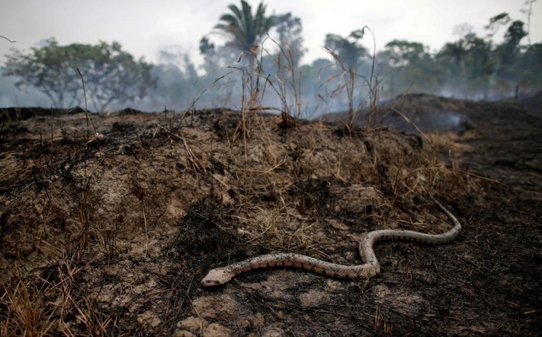Con los incendios forestales y las manos cruzadas del gobierno del presidente brasileño Jair Bolsonaro, se destruye una de las mayores reservas naturales del mundo.